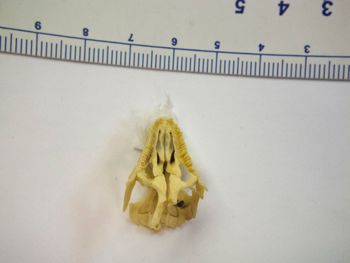 Media type: image;   Herpetology R-24514